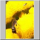 Neoascia cf podagria - Gemeine Nadelschwebfliege w01.jpg